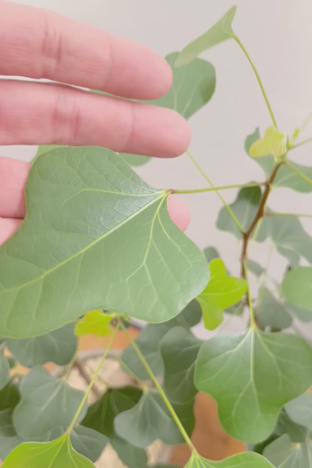 【ブラキキトン ポプルネウス】かわいいフォルムの葉っぱ。根っこはもちろん個性的に仕上がっています！