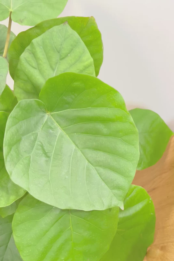 【ウンベラータ】幹が太すぎます!!沖縄でしっかりと時間をかけて作り込まれた逸品ですのでおススメですよ！