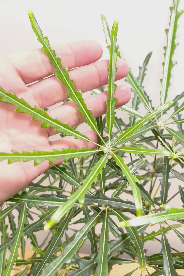 【アラレア】ギザギザのユニークな葉が特徴！幹も個性的にカーブしていますので、オススメです！