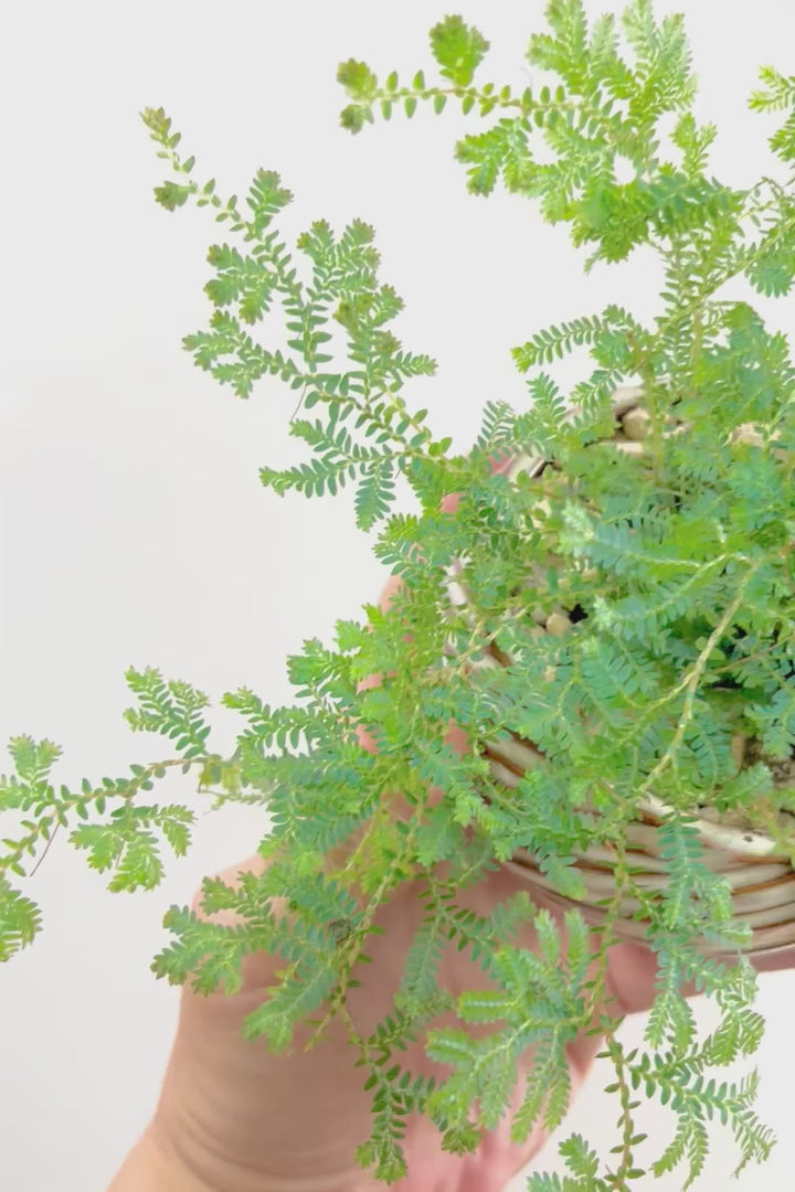 【レインボーファン】ふわふわした雰囲気がとってもかわいい観葉植物。しかも日陰に強い！