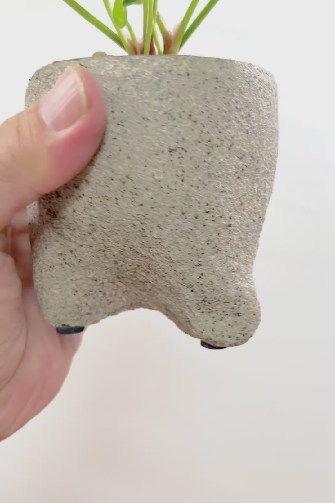 【アンスリウム ドラヤキ】全高19cmのかわいいサイズ！今回も葉のバランスがとてもイイ感じ！生産者さんがイイものを出荷してくださいました！
