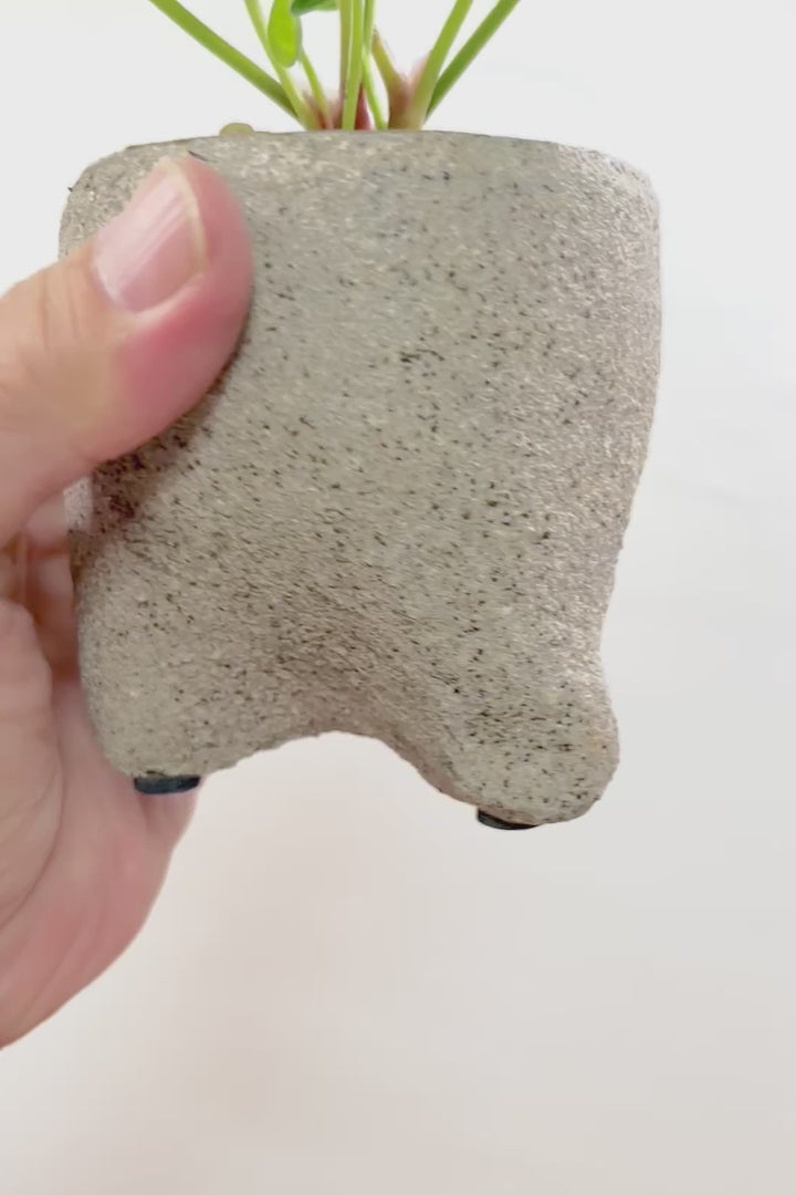 【アンスリウム ドラヤキ】全高19cmのかわいいサイズ！今回も葉のバランスがとてもイイ感じ！生産者さんがイイものを出荷してくださいました！