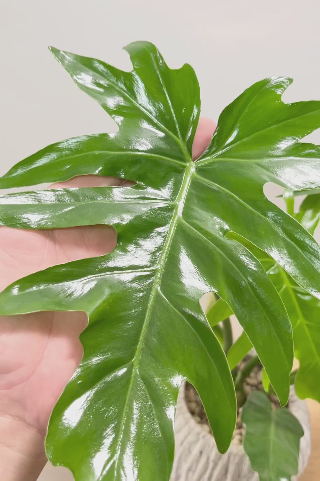 【フィロデンドロン マヨイタヒチ】APEGO初入荷！大きくてギザギザの葉が特徴です！ボリュームもありますよ！