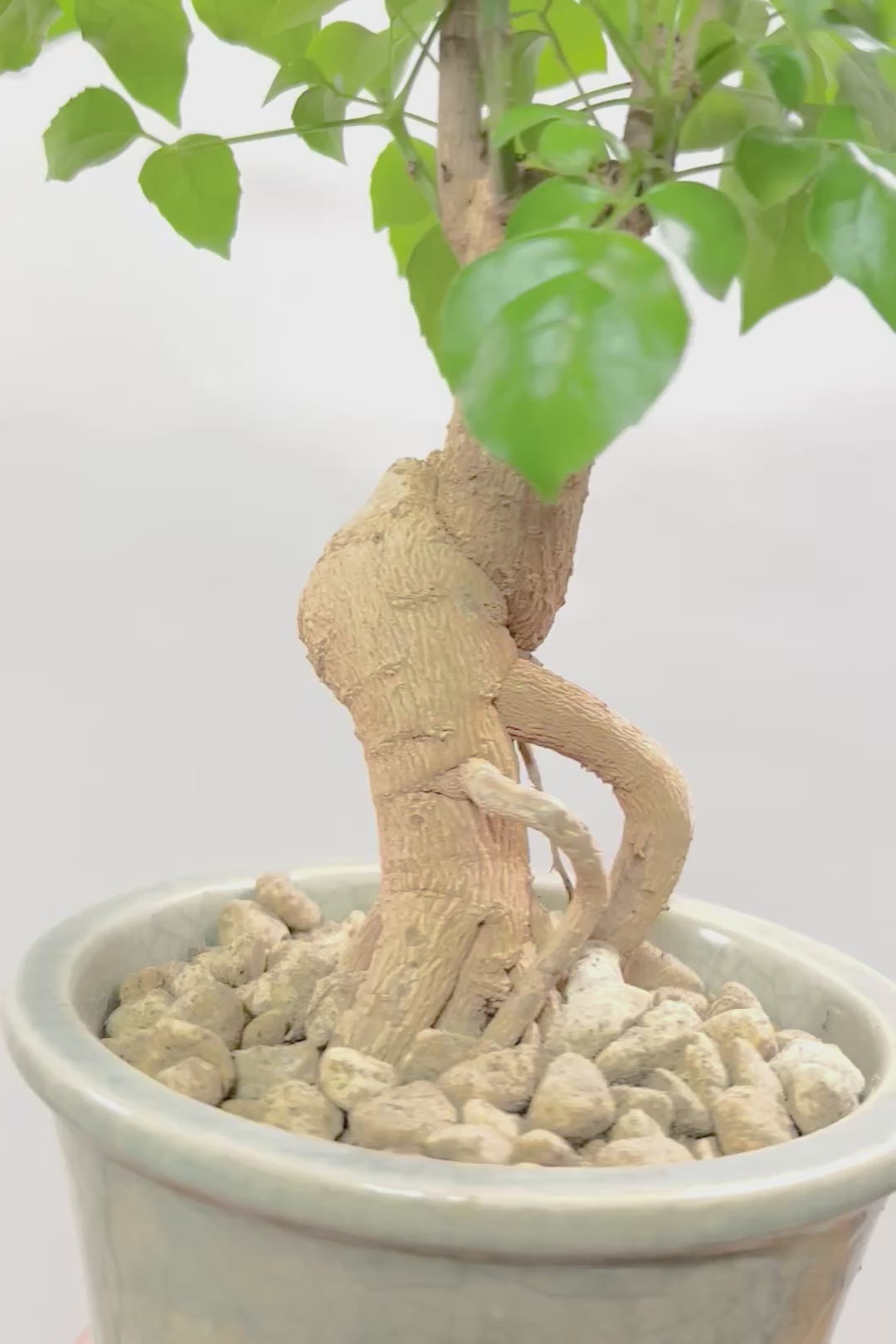【ヘテロパナックス】全高26cm！ボリュームがあるタイプですので見た目の存在感がスゴイです！