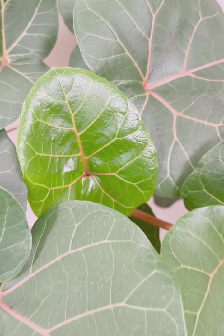 【フィカス アブチリフォリア】APEGO初入荷のフィカスです！このサイズはほぼ出回っていませんのでぜひ！