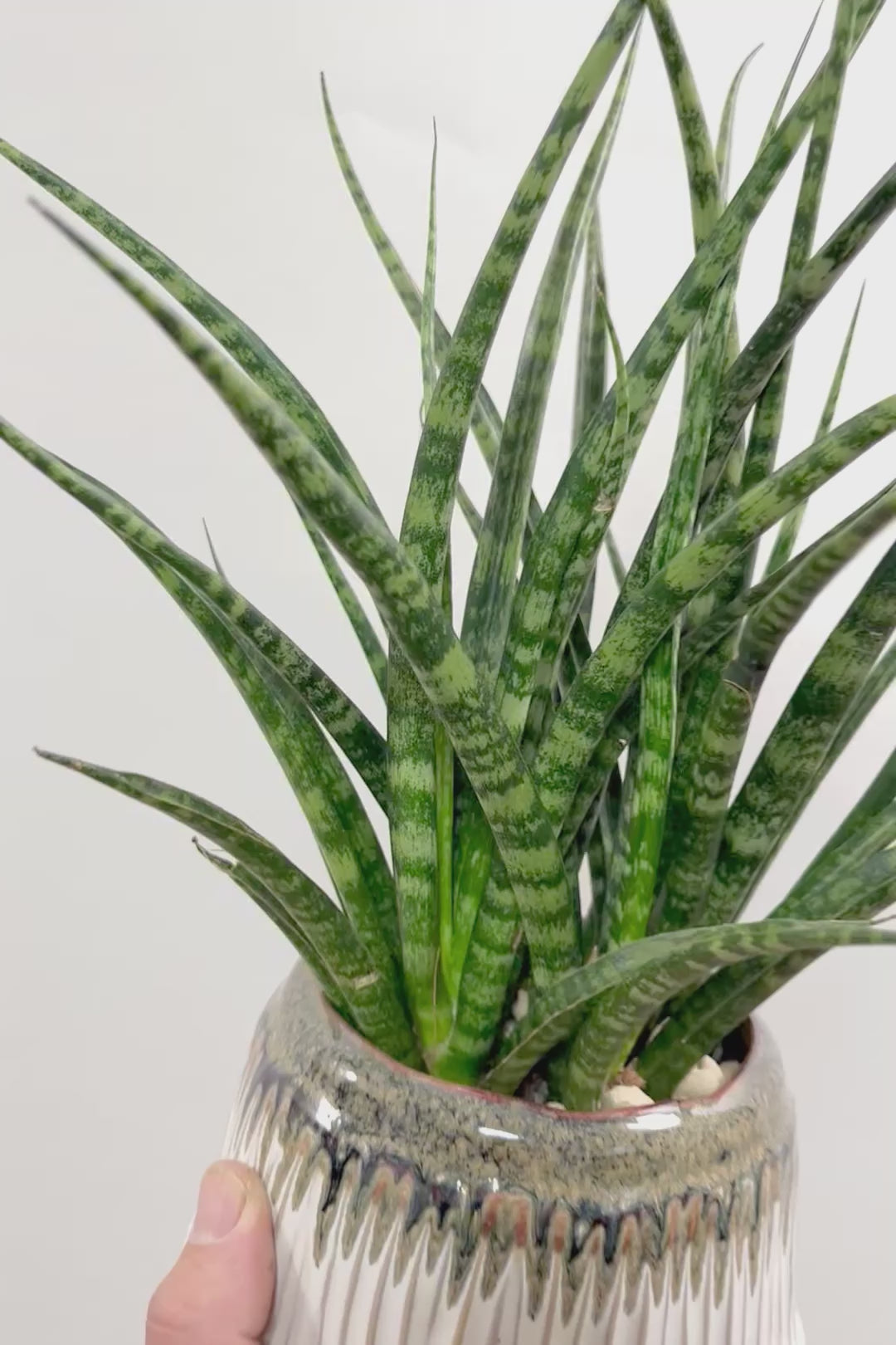 【サンスベリア ファーンウッドパンク】仲良しの生産者さんからいい形のものを分けてもらいました！シャープな葉が素敵です！