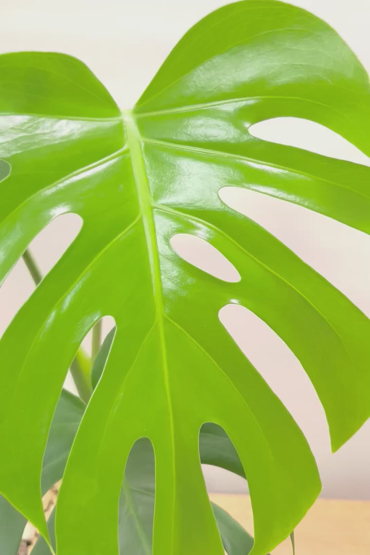 【モンステラ デリシオーサ】タイトにギュッとコンパクトにまとまったタイプ！とても良くできていますのでぜひ！