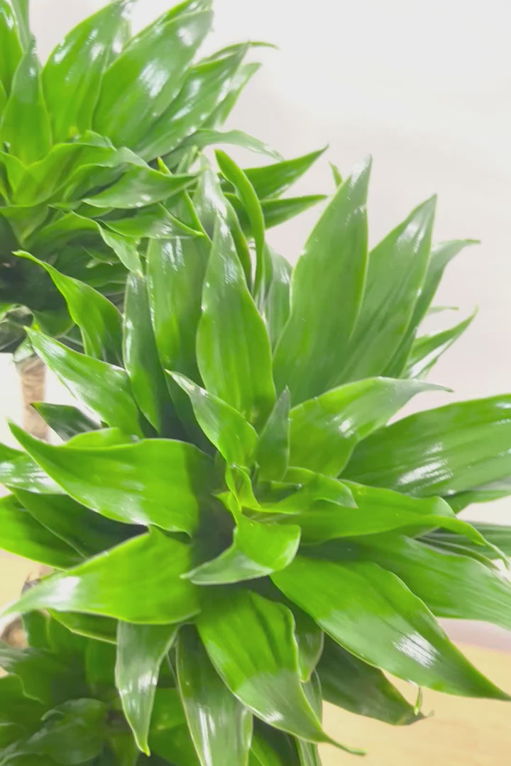 【ドラセナコンパクター】この樹形はイイ！枝分かれしたカッコいい樹形！このサイズで枝分かれした樹形は希少ですよ！