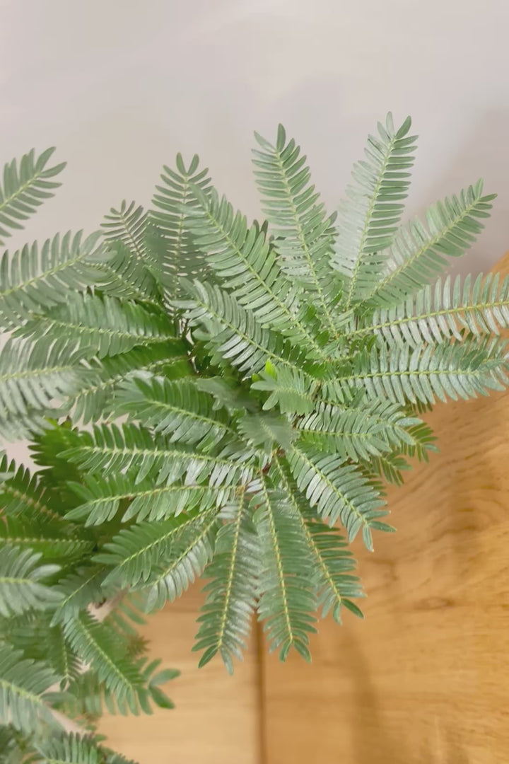 【エバーフレッシュ】幹が個性的！沖縄で時間をかけて作り込まれました！このような樹形は唯一無二です！