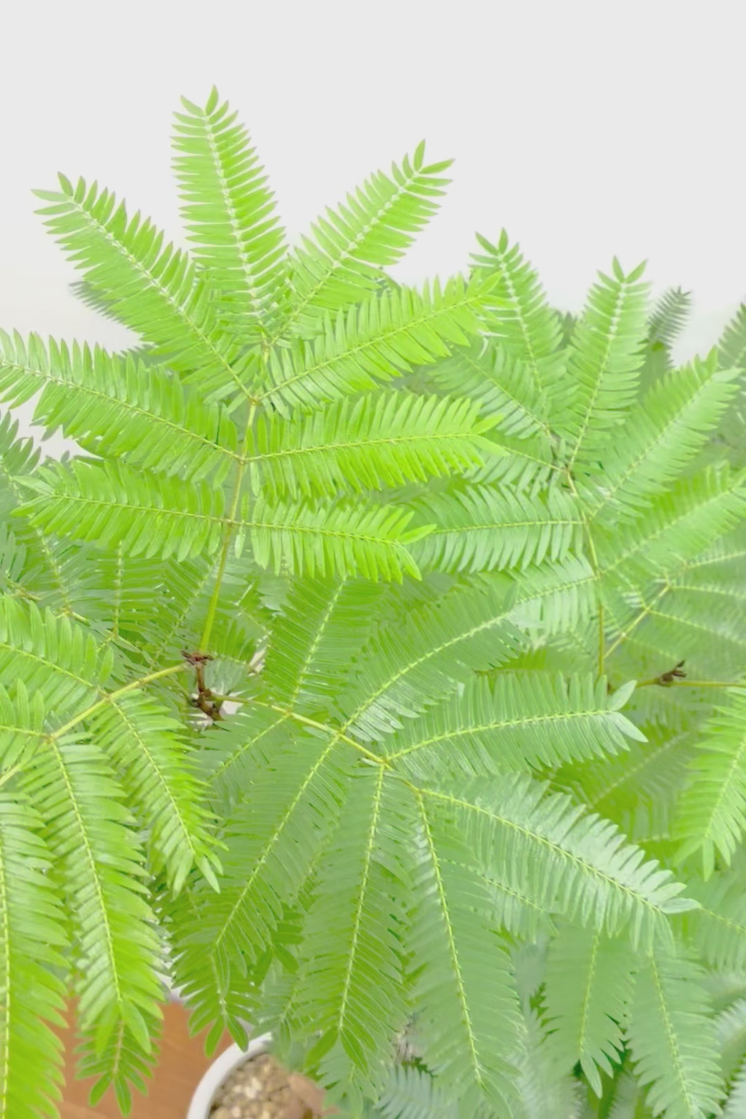 【エバーフレッシュ】高さ130cmの美しくカーブした幹がとてもイイ感じ！ロングPOTもスタイリッシュでカッコいいと思いますよ！