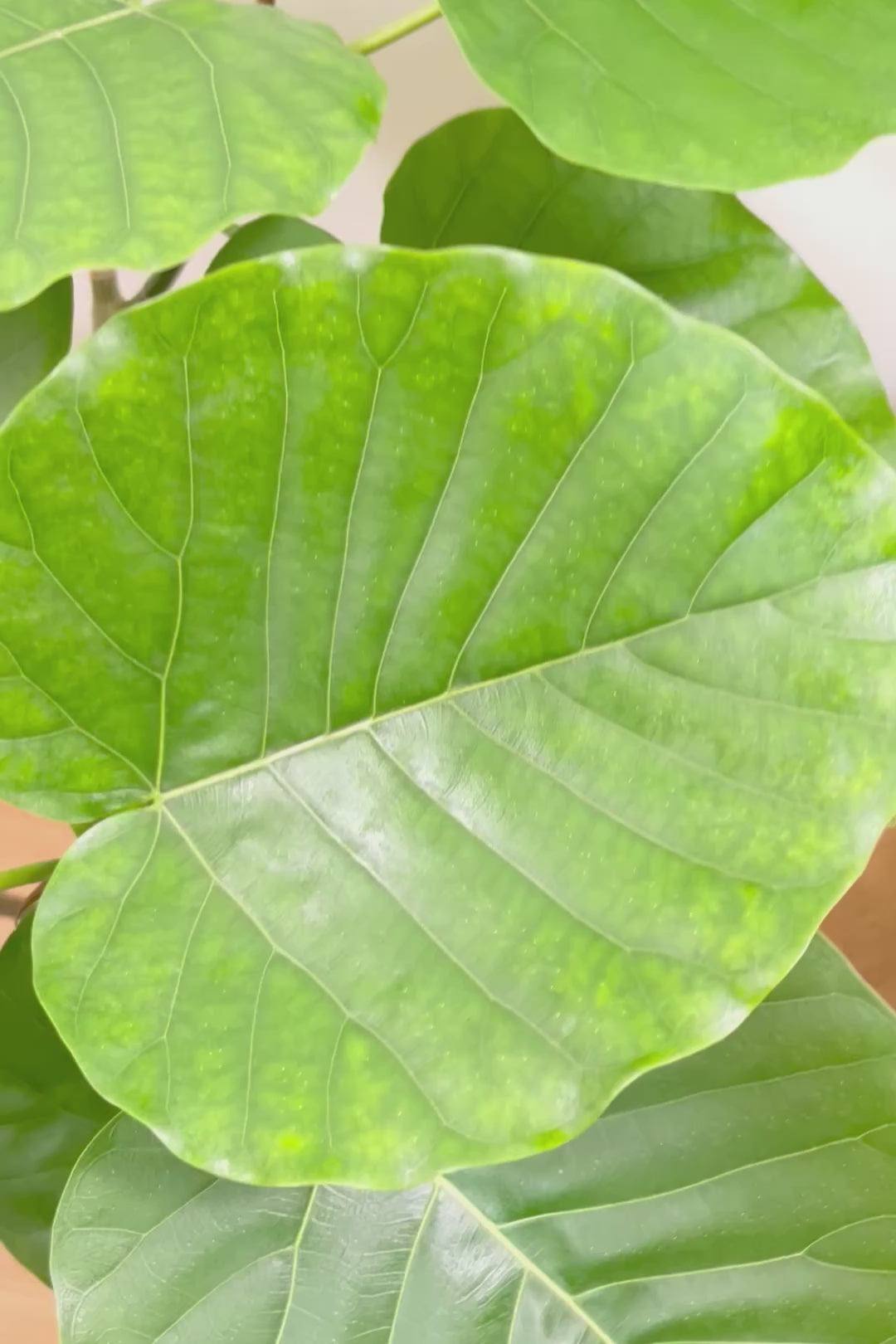 【ウンベラータ】これはホント良い樹形！こんなにしっかりとした幹のウンベラータはめったに見かけませんのでおススメです！