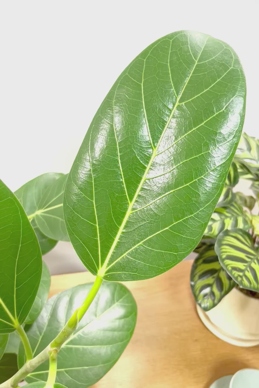 【ベンガレンシス】めっちゃカッコいい！この幹の雰囲気は最高だと思います！こんな樹形は二度と入荷できません！