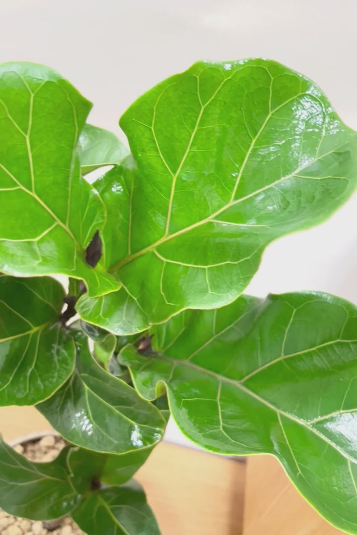 【カシワバゴム】おすすめのPOT！幹にとても趣があってスタイリッシュ!美しい葉が人気の観葉植物です! (コピー)