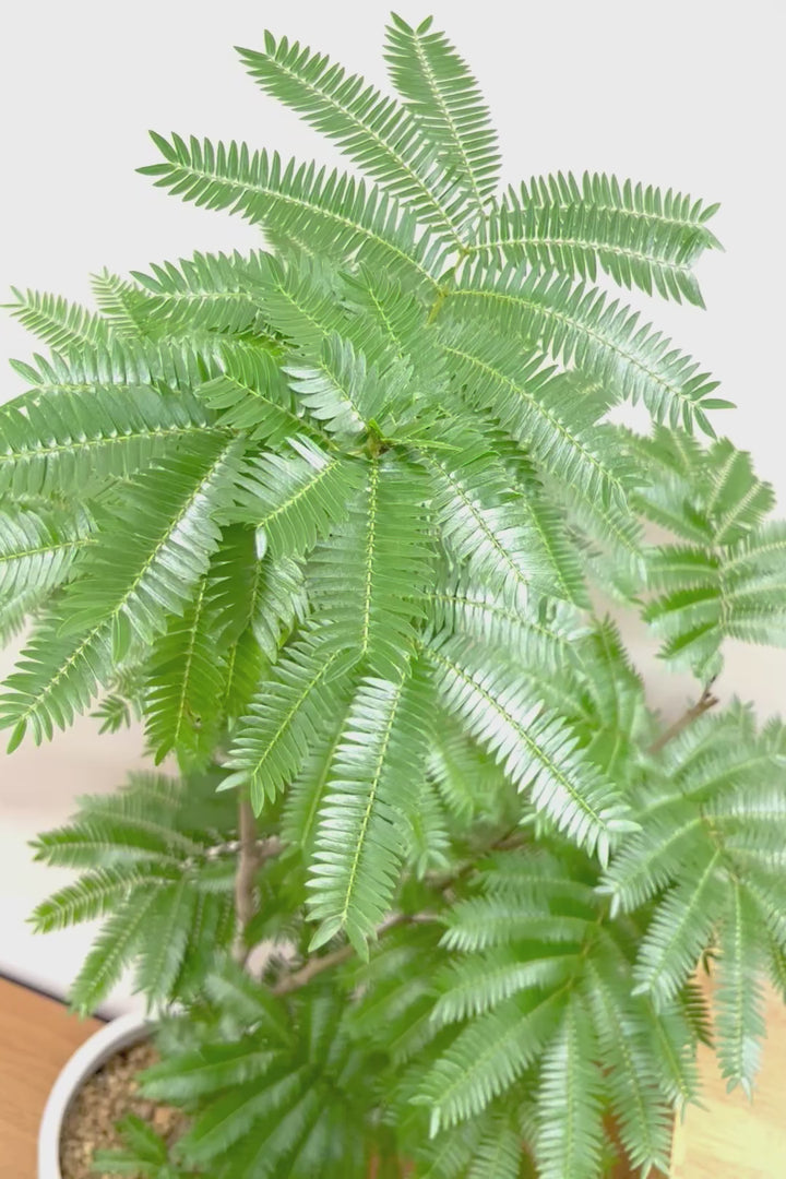 【エバーフレッシュ】ボリュームがあるタイプ！幹もとてもしっかりとしていてスタイリッシュなので、存在感があります！