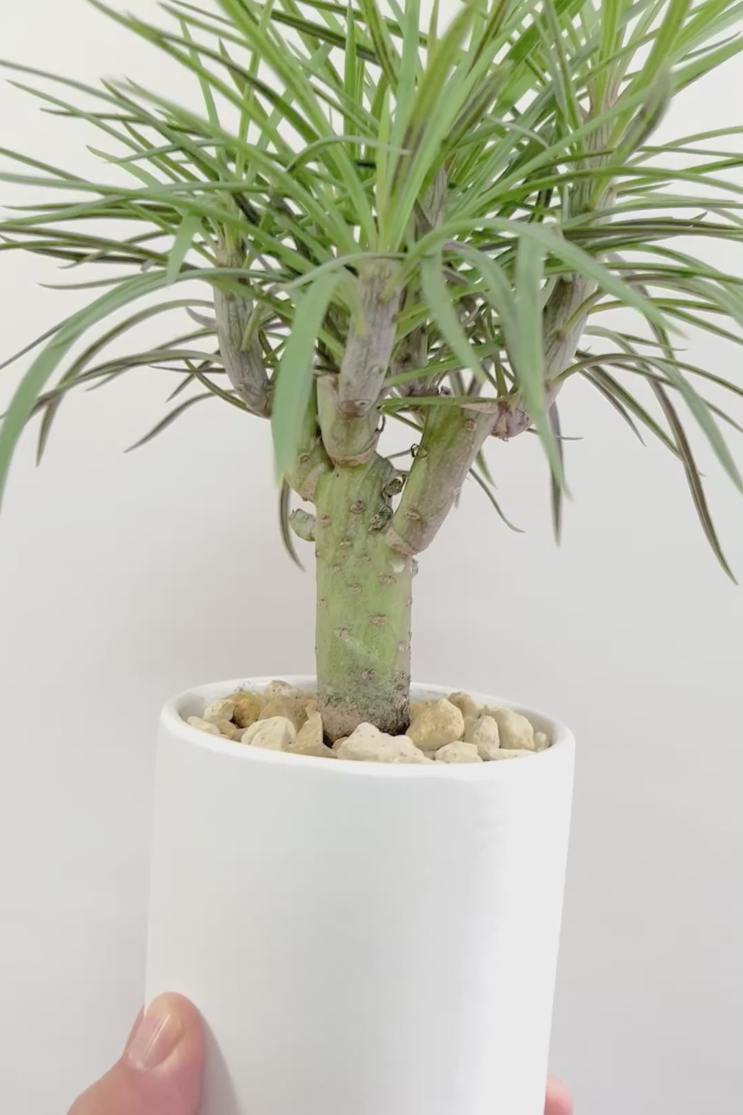 【モンキーツリー】かわいいミニサイズ！幸せが訪れる言い伝えがあります♪茨城県のモンキーツリーの生産者さんの選りすぐりの個体です！