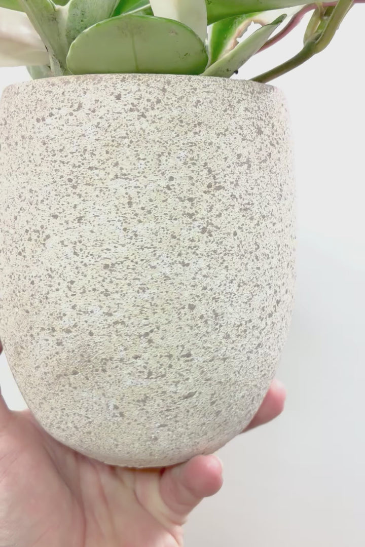 【ホヤ リップカラー】高さ28cm！これがラストの在庫です！仕入れの時にすごくいい個体を見つけてきました！この葉色は唯一無二ですよ！
