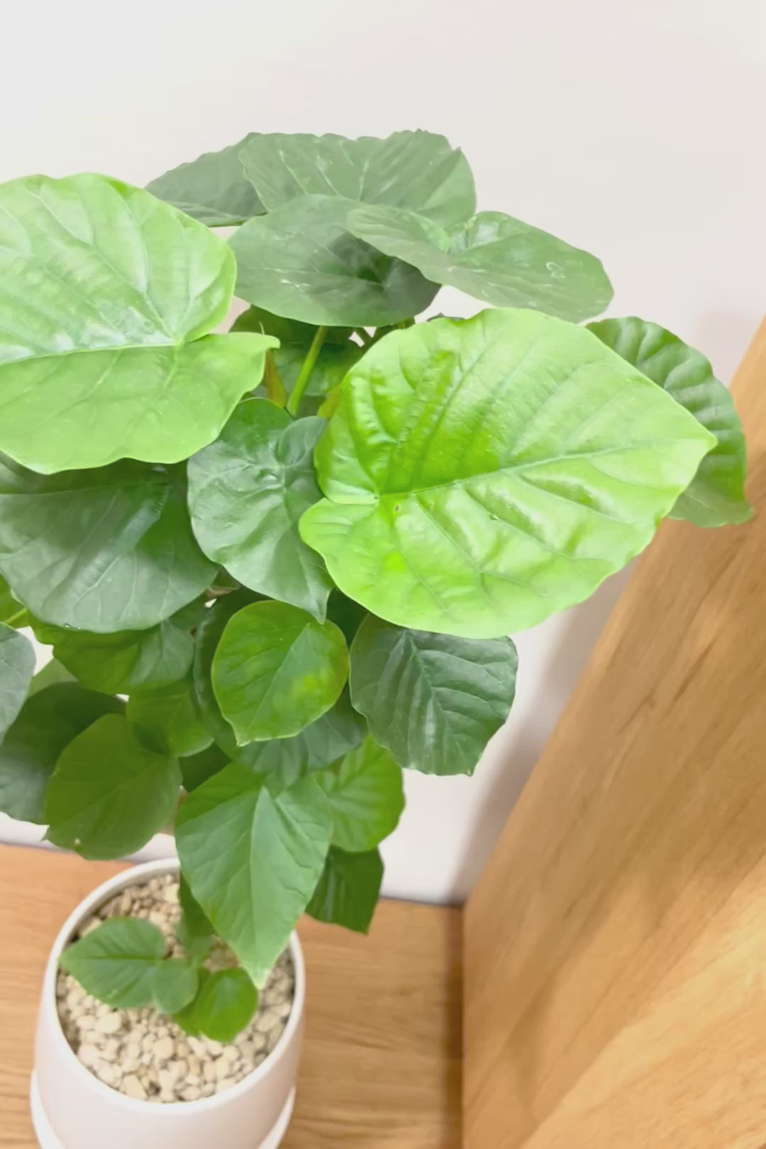 【ウンベラータ】曲り樹形の名手でもある生産者さんが手塩に掛けたバランスの良い素晴らしい樹形です！いいサイズ感です！