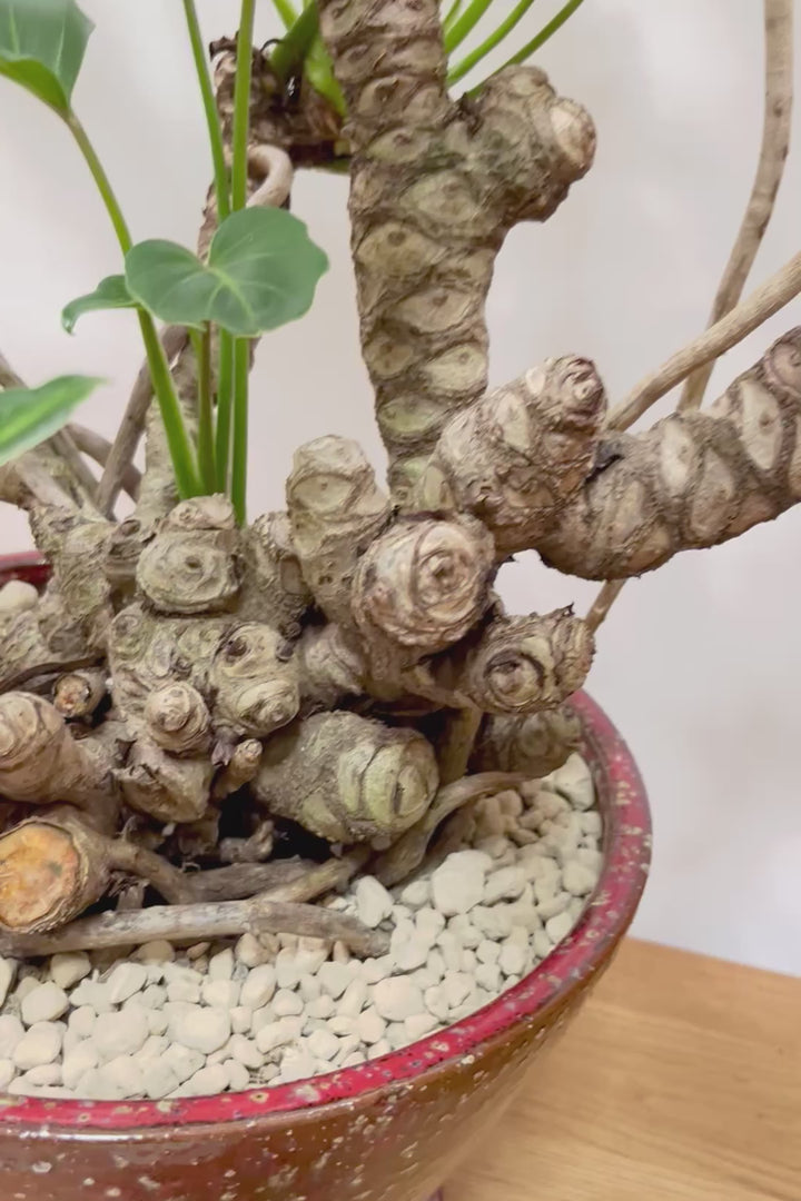 【クッカバラ】年季を感じるワイルドな幹のフォルム！APEGOで半年間も育てて仕上げました！