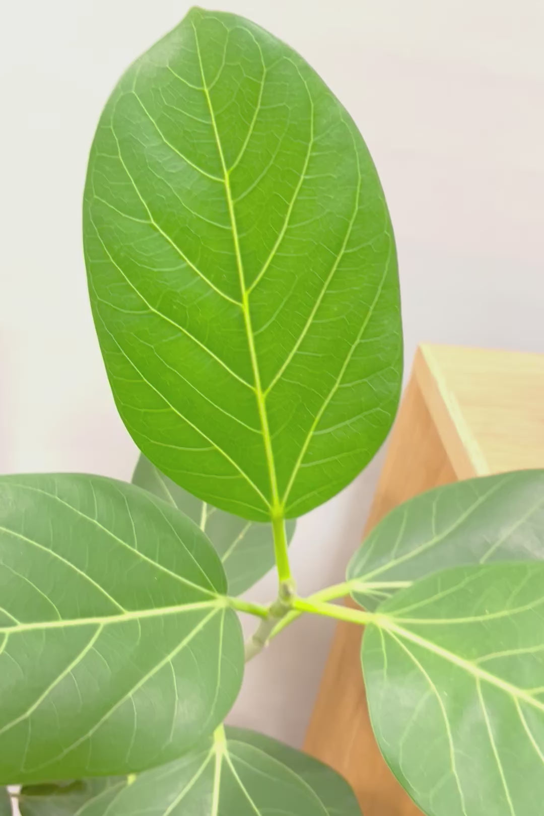 【ベンガレンシス】大きい葉っぱタイプ。幹も美しくカーブしておりますのでおススメです！