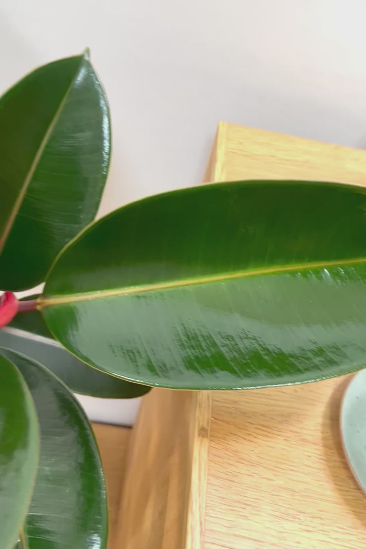 【フィカス・バーガンディ】素晴らしい植物を作る群馬県の名人生産者さんが手がけました！素晴らしい樹形です！