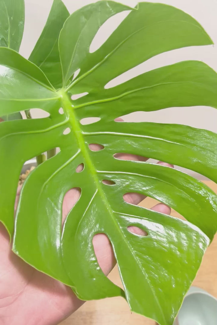 【モンステラ コンパクター】軽量なプラスチック鉢！葉の切れ込みがとても美しい!!葉がコンパクトなタイプです！