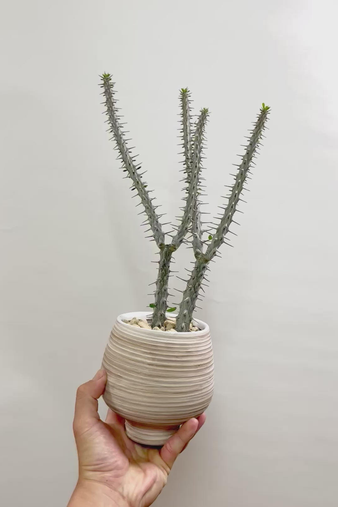 【アローディア】骨骨しいとてもワイルドで個性的な植物です!水やりが少なくて良い観葉植物です!