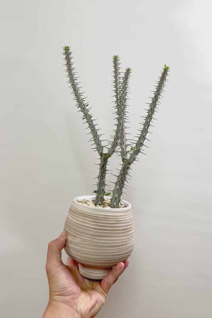 【アローディア】骨骨しいとてもワイルドで個性的な植物です!水やりが少なくて良い観葉植物です!