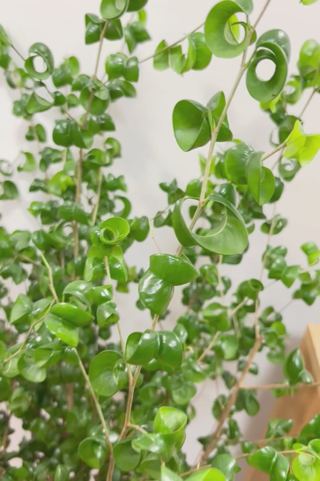 【ベンジャミン バロック】ご要望の多かったプラスチック鉢！愛知県のベンジャミン作りの名人による逸品です！プラ鉢なのでお買い得価格です！