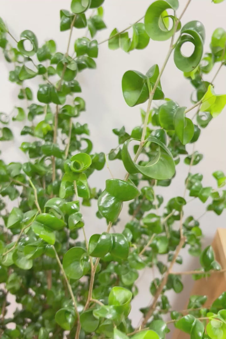 【ベンジャミン バロック】ご要望の多かったプラスチック鉢！愛知県のベンジャミン作りの名人による逸品です！プラ鉢なのでお買い得価格です！