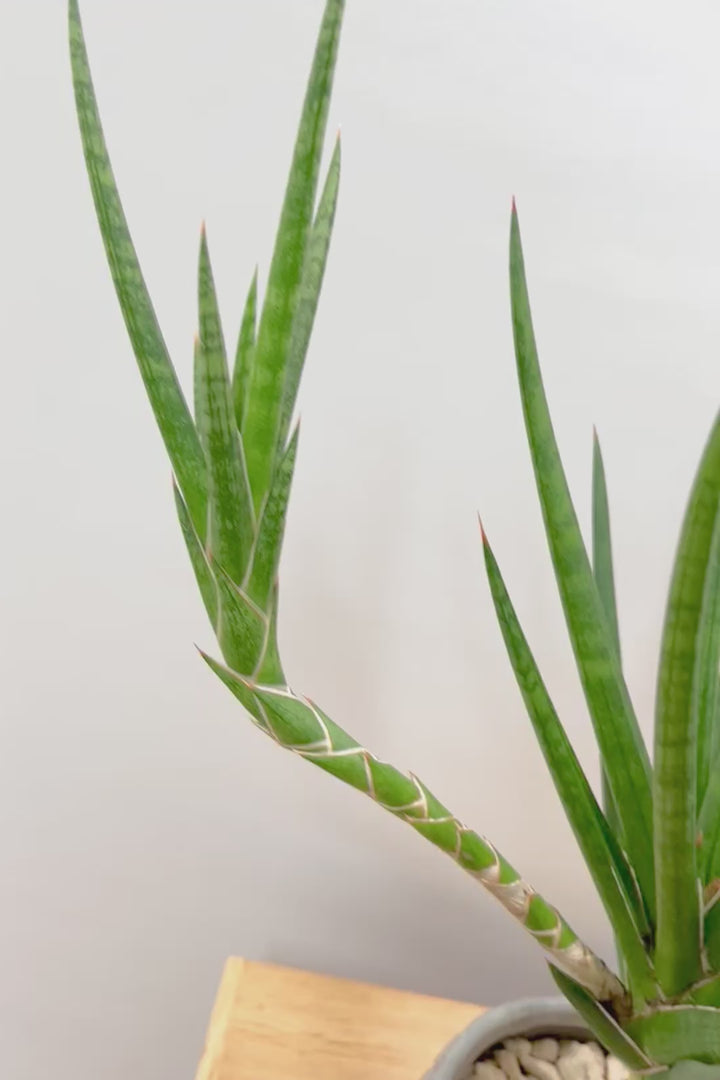 【サンスベリア フランシシー】今回は少し大き目タイプ！愛知県の生産者さんが手間暇かけて作りました！この樹形は唯一無二だと思います！