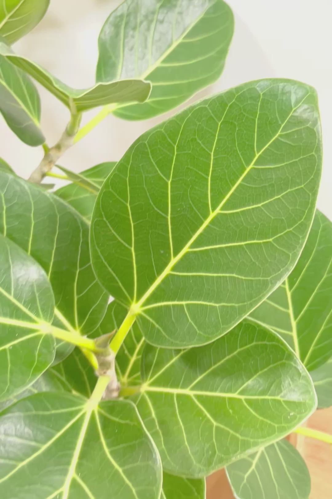 【ベンガレンシス】めっちゃボリュームあります！幹も太くて強い樹勢を感じられる素晴らしい樹形です！