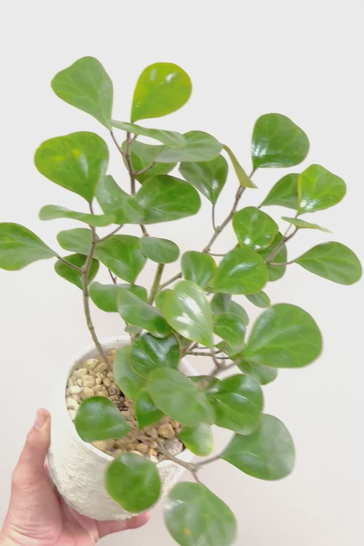 【フィカス ゴールドコイン】とてもバランスの良い姿です！肉厚のかわいい葉が特徴のゴムの木の仲間です！