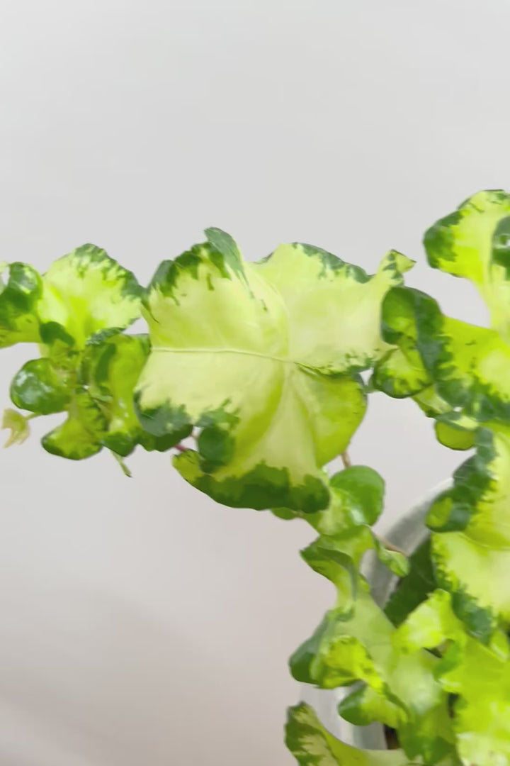 【アイビー ムーンライト】フリフリの可愛い葉♪暑さ寒さにとても強く丈夫な観葉植物です！