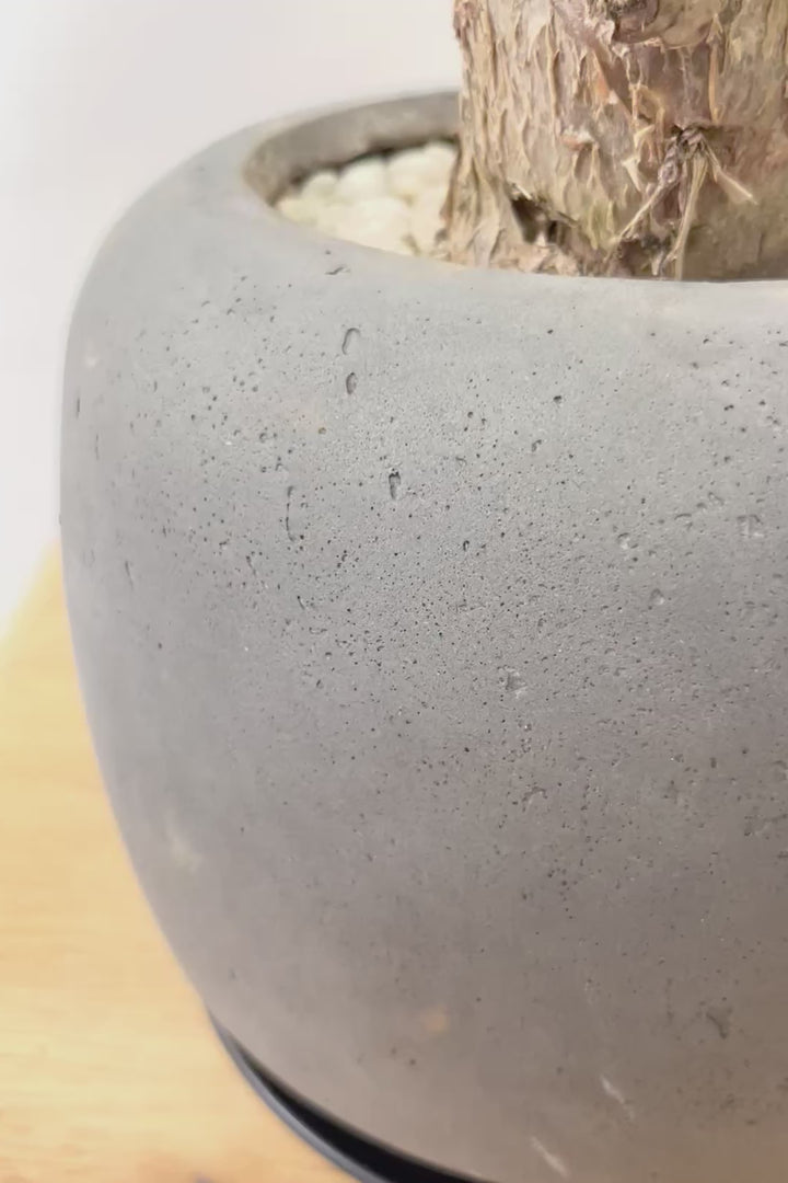【パキラ】かわいくカーブした幹！丸くてかわいいフォルムのPOTがとってもいい感じなんですよ！