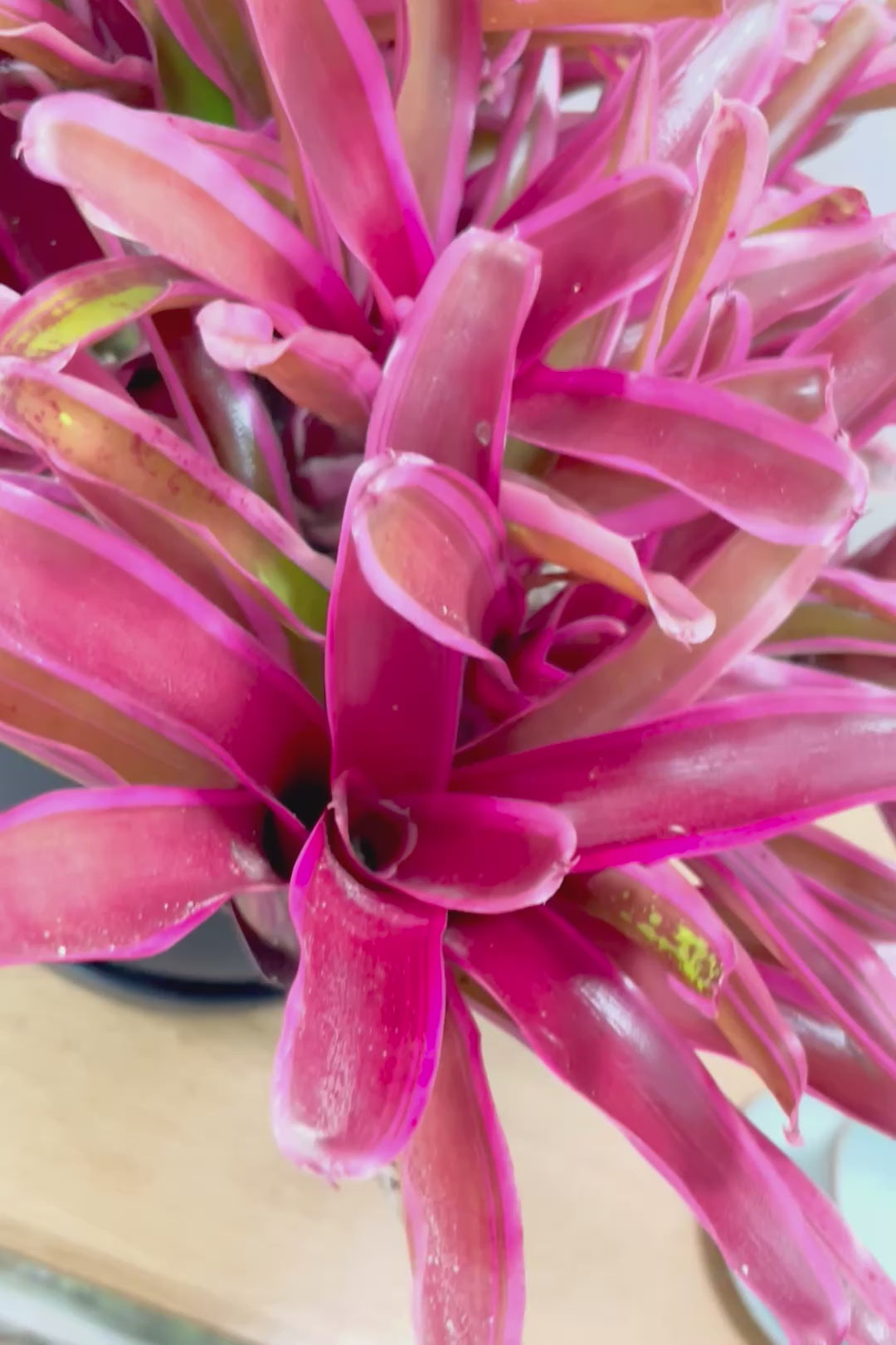 【ネオレゲリア ファイヤーボール】極限まで発色した最高の仕上がり！丸みのある陶器鉢でのご提案です！