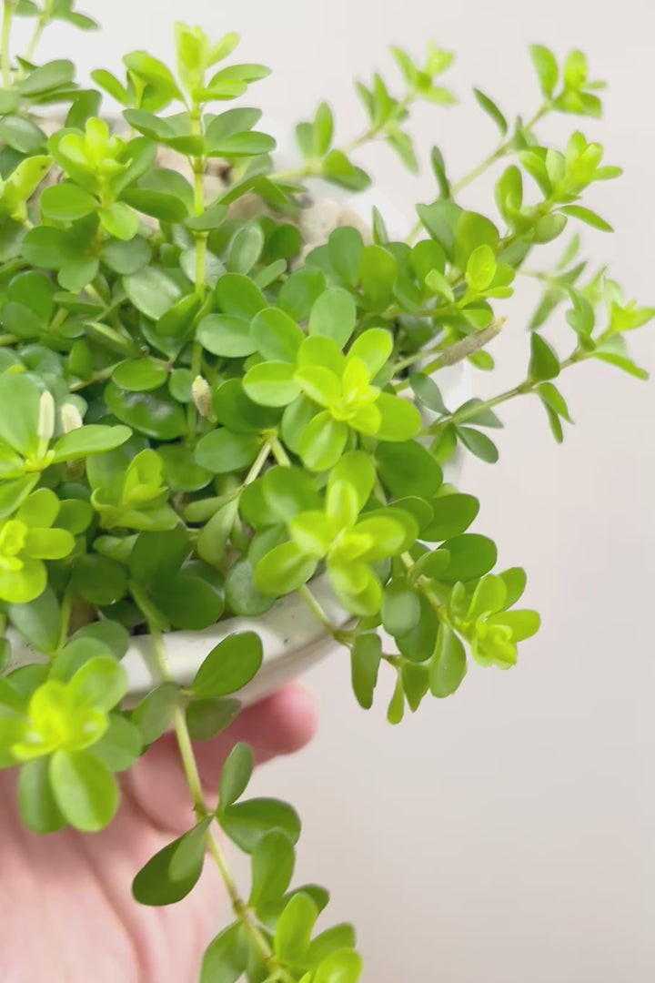 【ペペロミア  デピーナ】ミニミニのかわいい葉。ペペロミアの中でも肉厚でかわいい葉です！POTはシンプルなホワイトを合わせました！