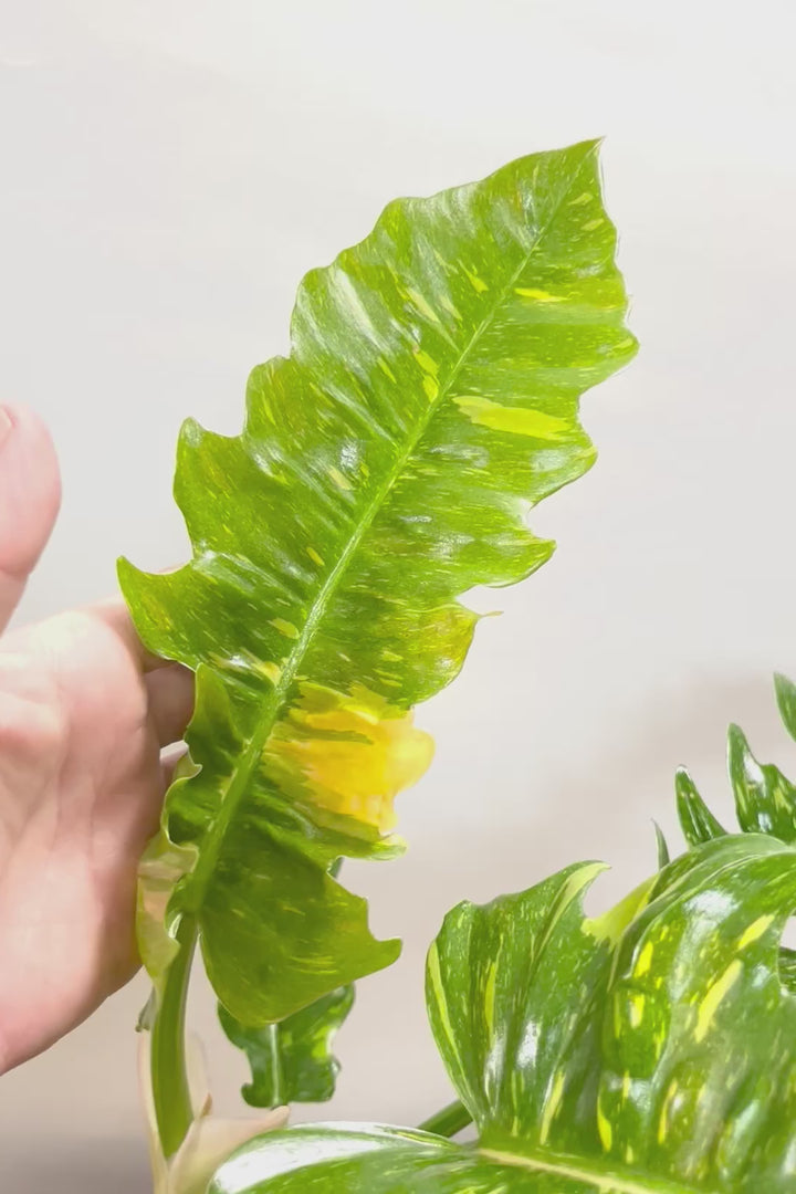 【フィロデンドロン リングオブファイヤー】ラストの１鉢！このボリュームはスゴイ！絶対的におすすめする品質ですのでぜひ！