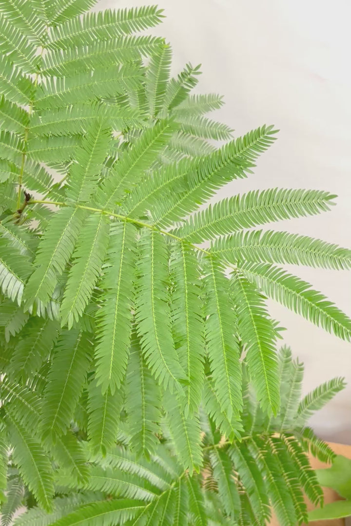 【エバーフレッシュ】ボリュームがあるタイプ！幹もとてもしっかりとしていますので、存在感がありますよ！