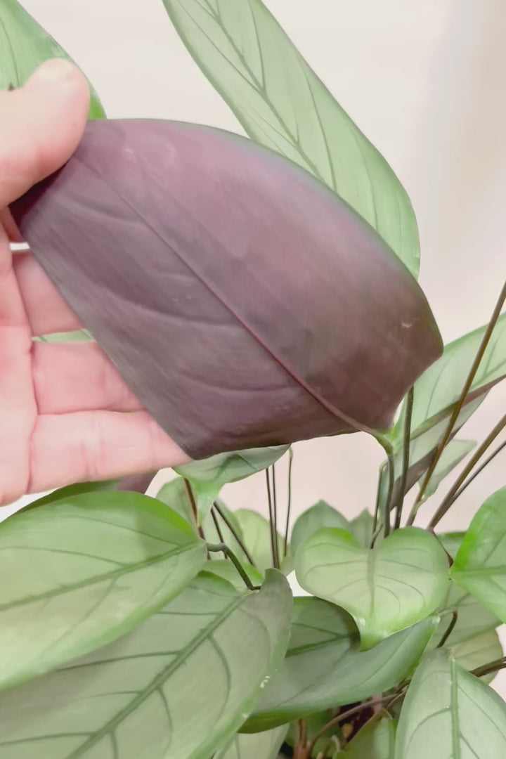 【クテナンテ グレースター】グリーングレーの葉が美しい！繊細な葉脈の葉もとても素晴らしい品種です！