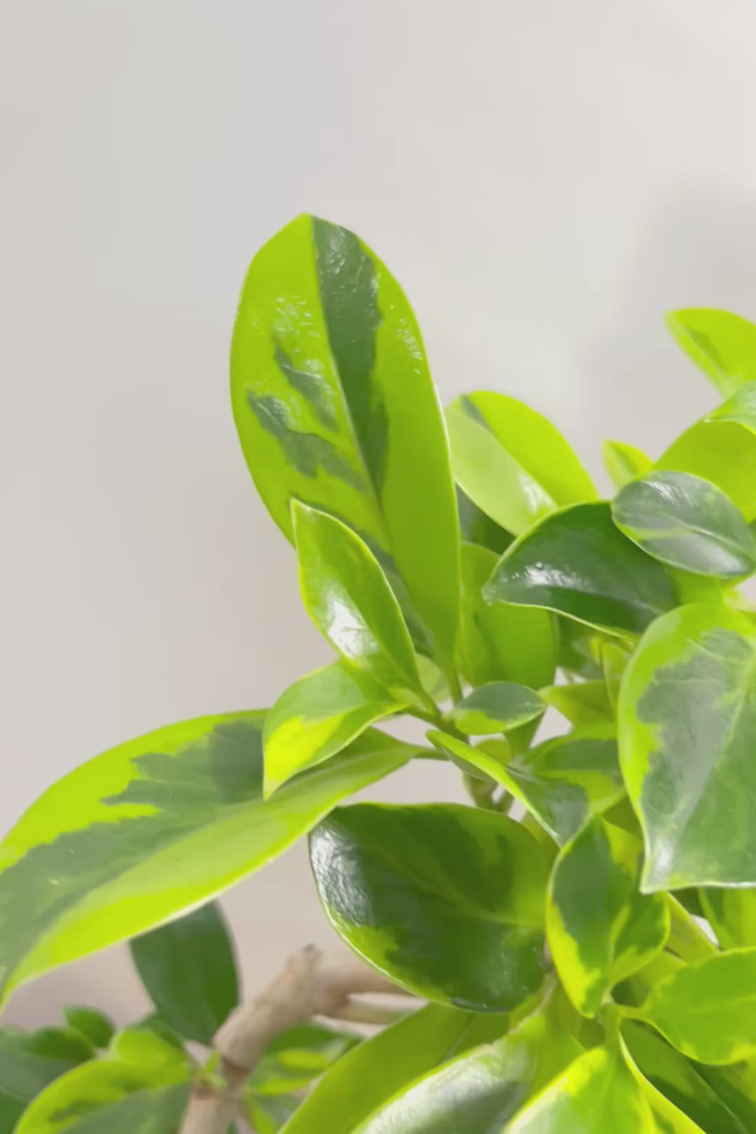 【ファグラエア バリエガタ】斑入り部分が多めです！かなりレアな斑入り種です!日陰に強く育てやすい！