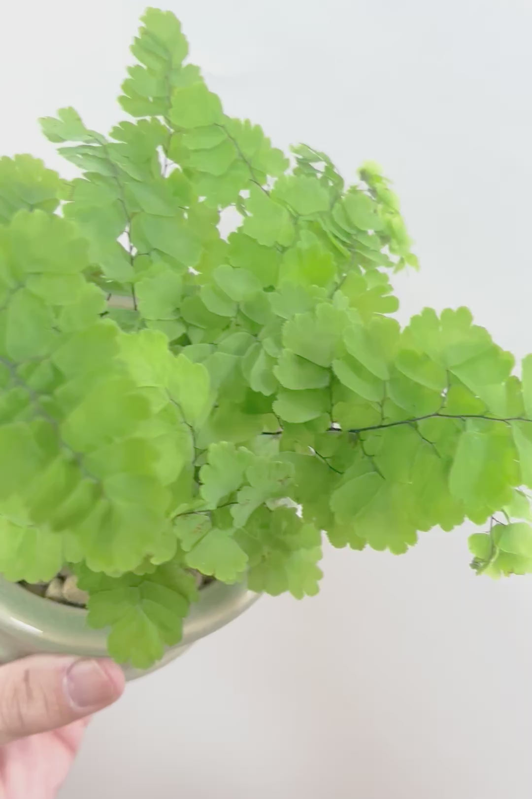 【アジアンタム モノカラー】ふわふわした雰囲気がとってもかわいい観葉植物! 今だけ入荷の限定商品！