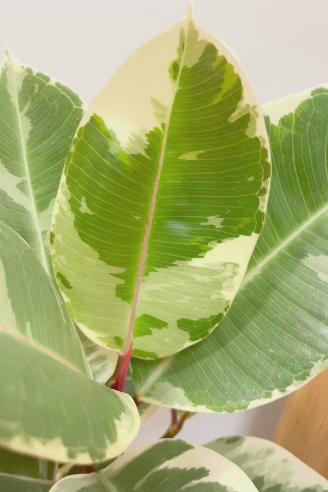 【フィカス ティネケ】ゴリゴリとした年季を感じる幹！こんな幹の個体は２度と入荷しないと思いますよ！