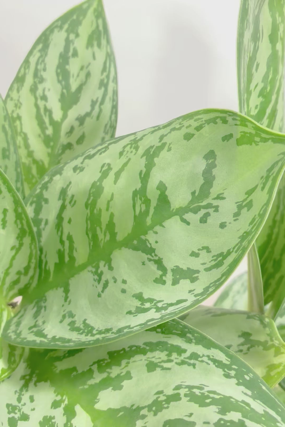 【アグラオネマ sp.】高さ53センチ！ここまで幹立ちしたものは初入荷です！荒木植物園さんのハウスで直接選んできましたので品質には自信があります！