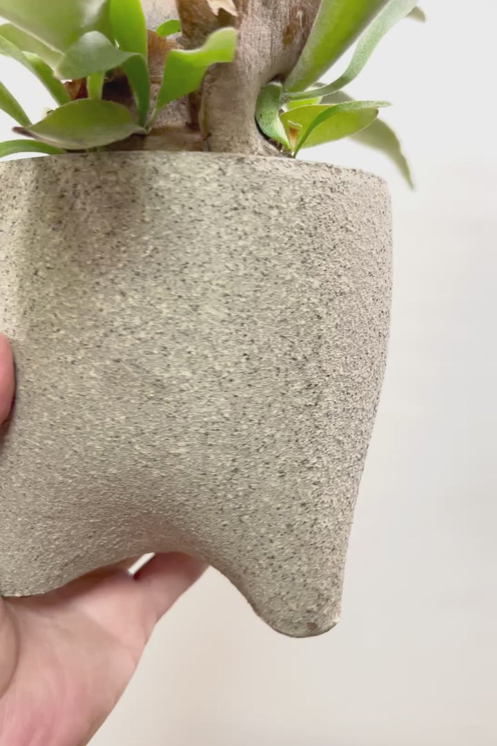 【コウモリラン ベイチー】全高32cmのかわいいサイズ！新作のPOTに合わせました！このサイズ感はかなり希少ですよ！