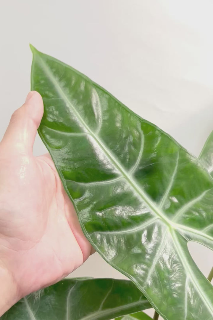 【アロカシア ロンギロバ】このボリュームは必見！大き目の葉っぱ！少しスモーキーな葉色なのでとてもカッコいいですよ！