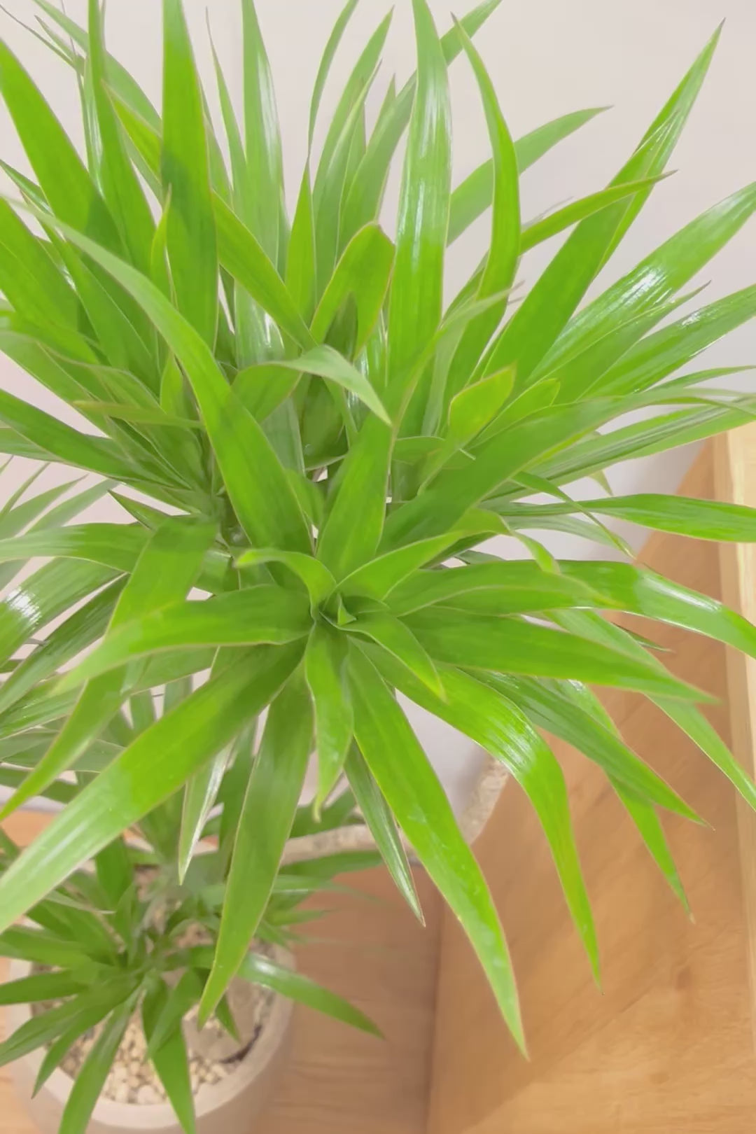 【ナビ】沖縄でじっくりと育てられたボリュームがあるスタイリッシュな樹形！他にはない樹形です！