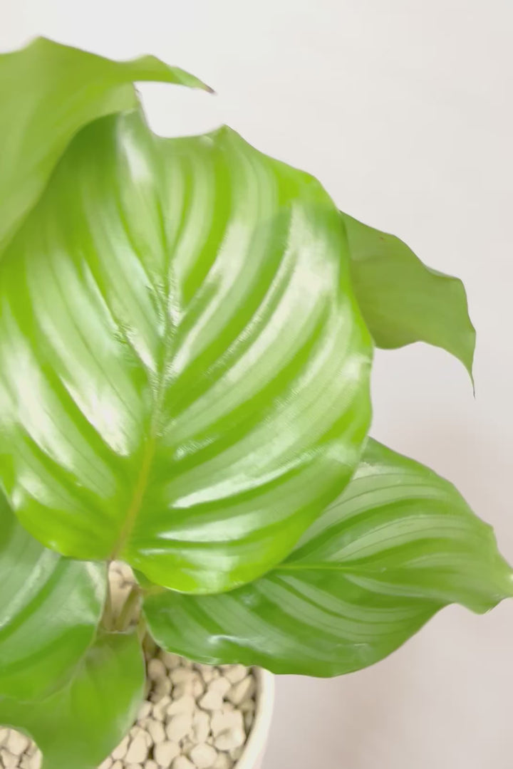 【カラテア オービフォリア】かわいいサイズ感！葉の模様がとても美しい！人気のミニサイズです