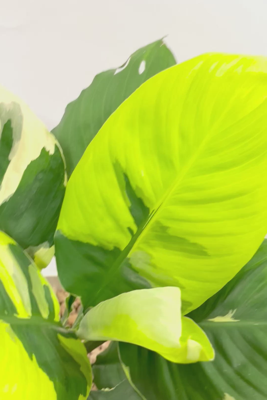 【スパティフィラム  センセーション オーレア バリエガタ】生産者さんのハウスでイイ個体を選んできました！良い色出てます！見ていて惚れ惚れします！