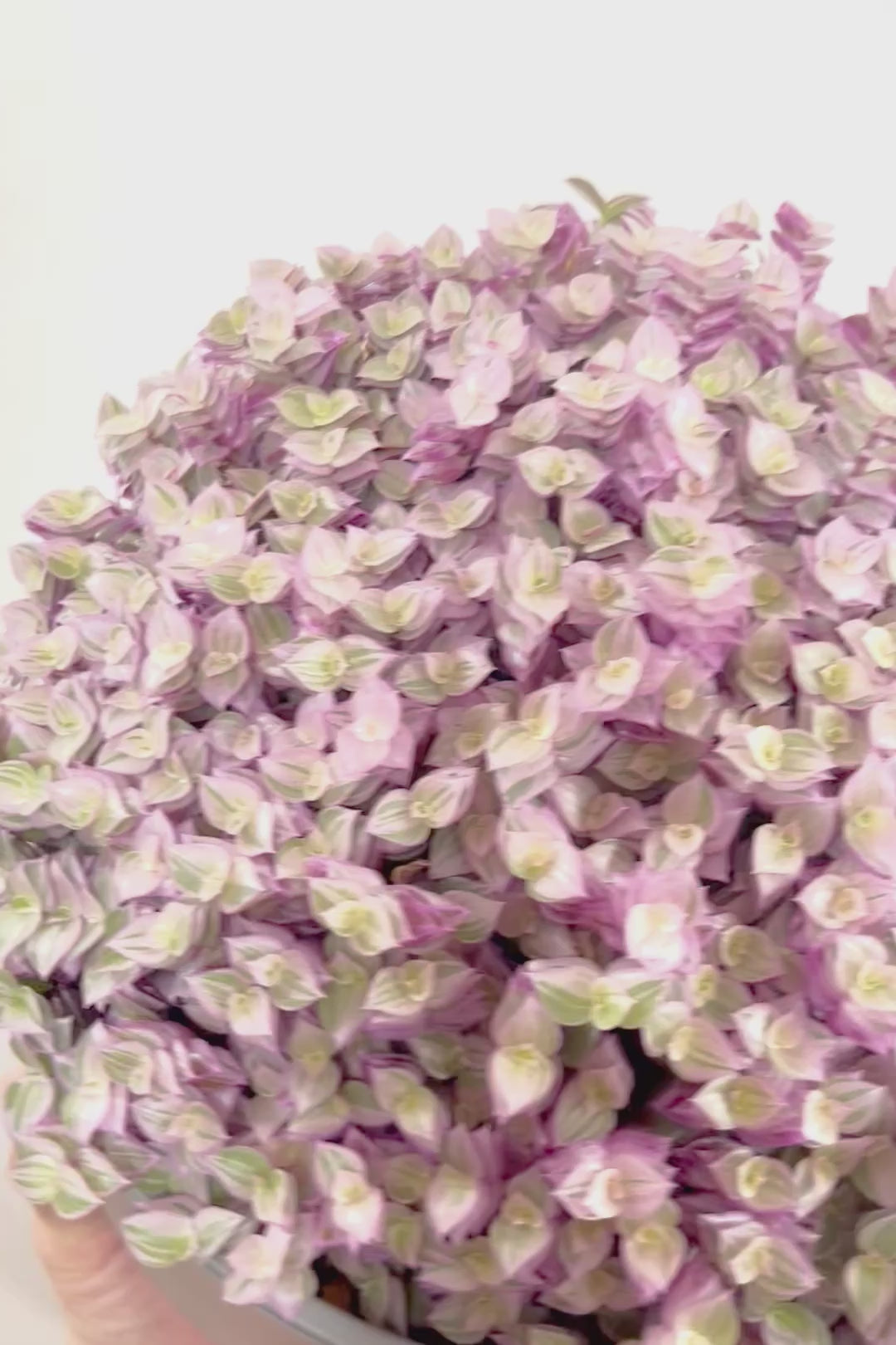 【カリシア ロザート】再入荷しました！大き目タイプ！目が覚めるようなパープルの葉っぱが素敵です！