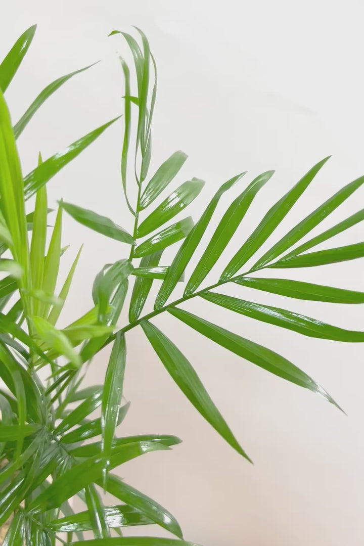 【テーブルヤシ】名前の通りテーブルサイズのかわいいヤシです！